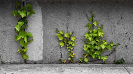 ivy on a wall
