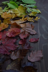 colorful autumn leaves in color gradient on brown wood