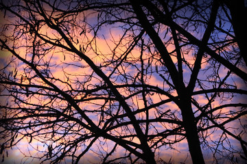silhouette of a tree in dawn