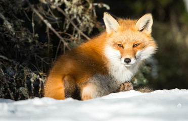 Fototapeta premium Red fox