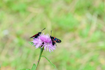 A Six-spot Burnet moth -Zygaena filipendulae- sitting on Knapweed -Centaurea genus- flower, in the Italian Dolomites