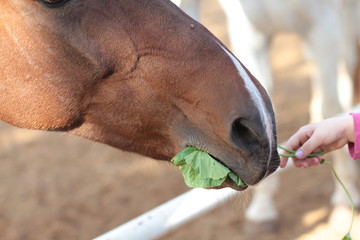 horse eating up close