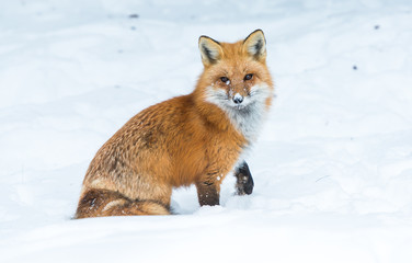 Red fox