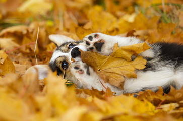 welsh corgi puppy in autumn leaves
