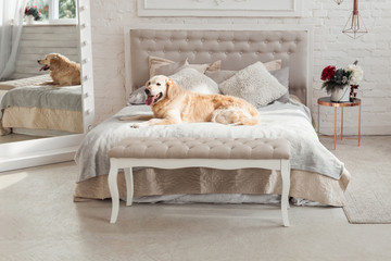 Golden retriever puppy dog in luxurious bright colors classic eclectic style bedroom with king-size bed and bedside table, green plants and a mirror. Pets friendly  hotel or home room.