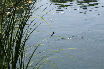 Libellula sulla foglia con riflessi sull'acqua del fiume