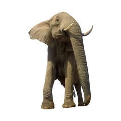 African Elephant isolated on white background  