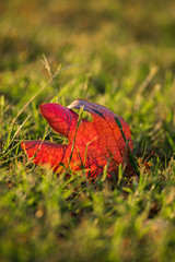 red leaf in green grass