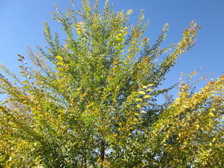 beautiful tree