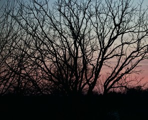 Silhouette of bare tree branches against setting pink and blue sky.