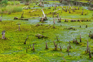 Pietzmoor in der Lüneburger Heide