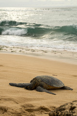 Hawaiian green sea turtle