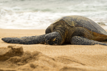 Hawaiian green sea turtle