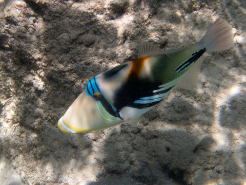 a reef triggerfish