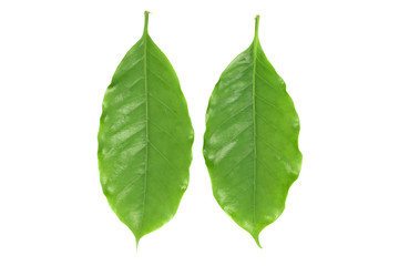 Coffee leaves green on white background.