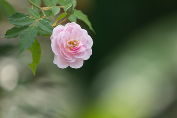 small pink roses