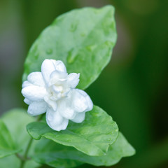 Obraz premium jasmine flower