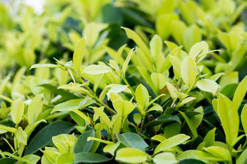 Leaves branches background