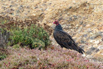 Turkey vulture perched on rock near ice plants and other vegetation at Point Lobos State Reserve, Carmel, California