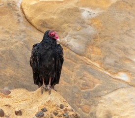 Turkey vulture perched on rock at Point Lobos State Reserve, California coast