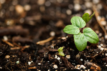 Morning Glory Seedling