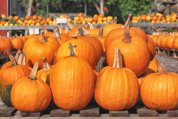 Decorative orange pumpkins on display at the farmers market in Sweden. Orange ornamental pumpkins in sunlight. Harvesting and Thanksgiving concept.