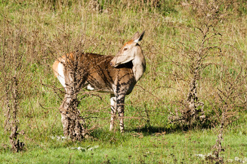 deer in roaring season of the aori national park abruzzo italy