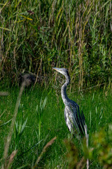 Grey heron amongst reed beds