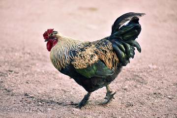 the cock  at the farm