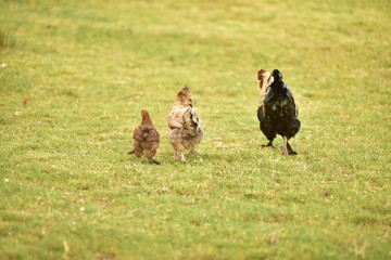 the cock family argentinian birds at the farm