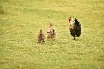 the cock family argentinian birds at the farm