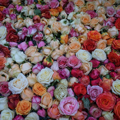 Roses
