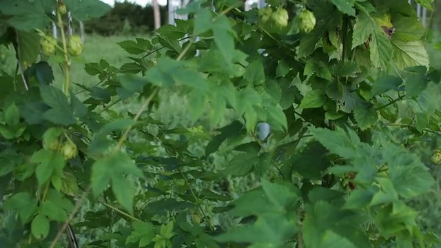 Plants and flowers of hops in 4k