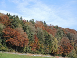 Obraz premium Herbstbaum