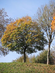 Herbstbaum