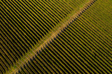 Aerial top view of vineyard from a drone