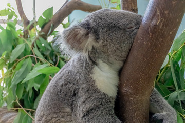 Koala sleeping in a tree.