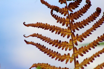 Beautiful common fern. Lush orange leaves. Autumn colors.
