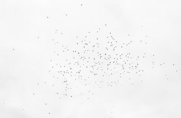 a flock of crows in the sky