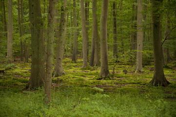Fototapeta na wymiar Trees in the forest