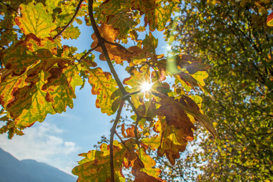 Herbst