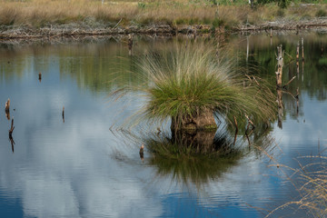 Pietzmoor in der Lüneburger Heide