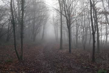Misty winter trees in English countryside near Shenington, Oxfordshire