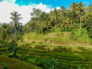 Fototapeta na wymiar Planting rice on the mountainside, cascaded, with palm trees and blue sky