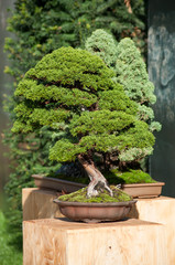 closeup of juniper bonsai in a japanese garden