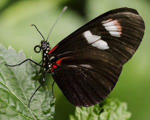 Red and Black Tropical Butterfly