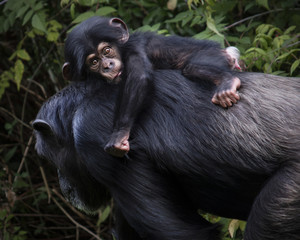 Baby Chimpanzee and mother chimpanzee monkey