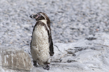 Lone Penguin wildlife