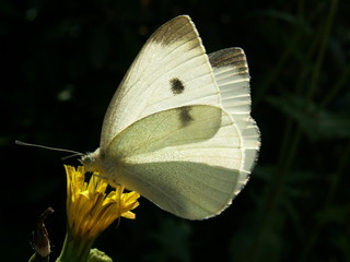 Großer Kohlweißling	