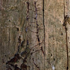 baumstamm ohne rinde mit 